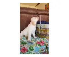Beautiful Labradoodle puppies for sale - 16