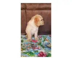 Beautiful Labradoodle puppies for sale - 17