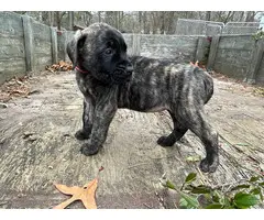 7 AKC English Mastiff puppies for Sale - 2