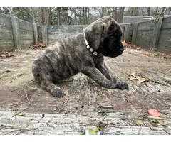7 AKC English Mastiff puppies for Sale - 3