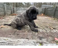 7 AKC English Mastiff puppies for Sale - 4