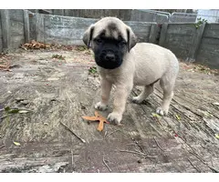 7 AKC English Mastiff puppies for Sale - 8