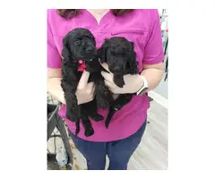 4 adorable black Standard Poodle puppies