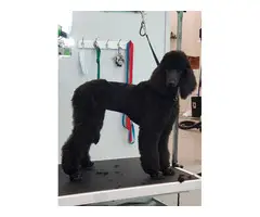 4 adorable black Standard Poodle puppies - 4