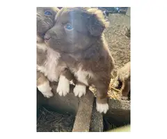Fullblooded Australian Shepherd puppies - 13