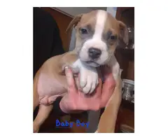Two female and one male playful Pit bull pups - 2