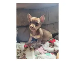 Playful and tiny short-legged rat terrier