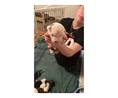 5 Pitbull puppies available for adoption - 3