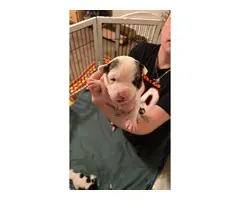 5 Pitbull puppies available for adoption - 7