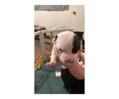 5 Pitbull puppies available for adoption - 9