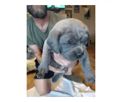 Gorgeous gray female Cane Corso puppies for sale