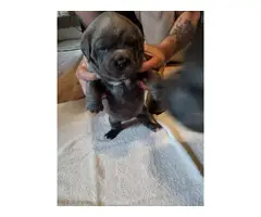 Gorgeous gray female Cane Corso puppies for sale - 2