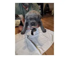 Gorgeous gray female Cane Corso puppies for sale - 3