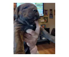 Gorgeous gray female Cane Corso puppies for sale - 4