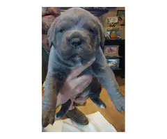 Gorgeous gray female Cane Corso puppies for sale - 5