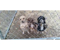 3 adorable little Chiweenie puppies