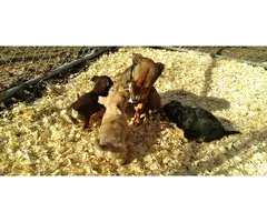 3 adorable little Chiweenie puppies - 2