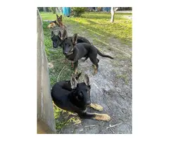 AKC Black and Tan female German Shepherd puppies - 5