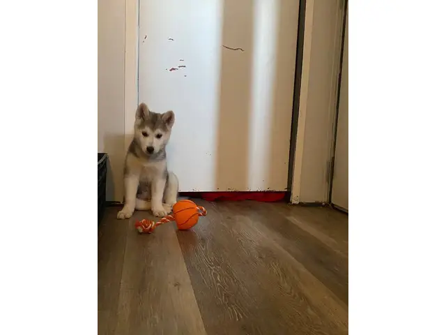 4-month-old male husky looking for a loving indoor home - 2/7