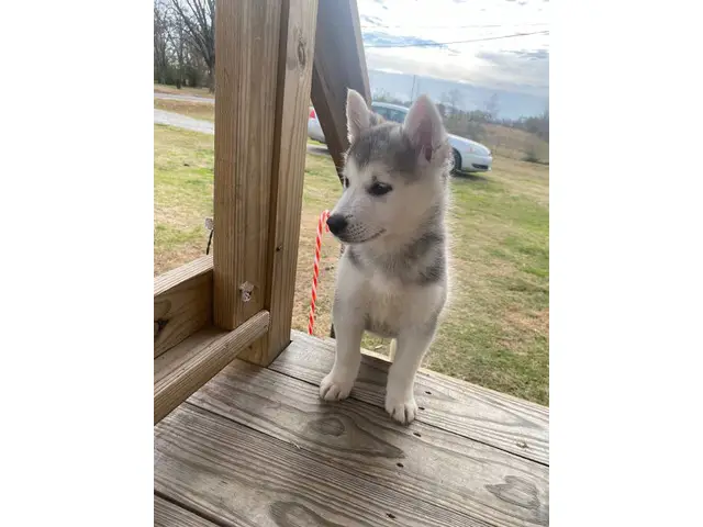4-month-old male husky looking for a loving indoor home - 3/7