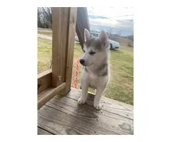 4-month-old male husky looking for a loving indoor home - 3