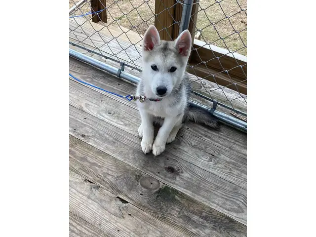 4-month-old male husky looking for a loving indoor home - 4/7