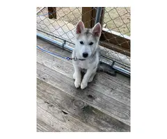4-month-old male husky looking for a loving indoor home - 4