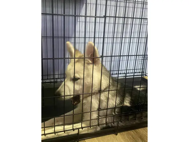 4-month-old male husky looking for a loving indoor home - 5/7