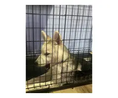 4-month-old male husky looking for a loving indoor home - 5