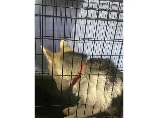4-month-old male husky looking for a loving indoor home - 6/7