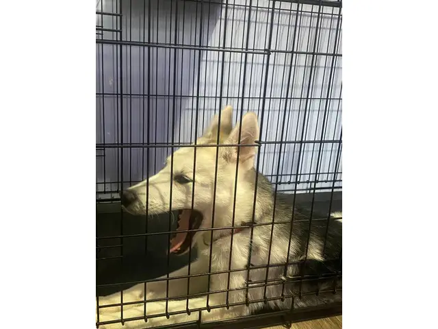 4-month-old male husky looking for a loving indoor home - 7/7