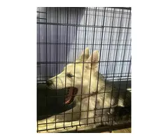 4-month-old male husky looking for a loving indoor home - 7
