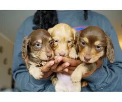 3 miniature long-haired dachshund puppies