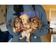 3 miniature long-haired dachshund puppies - 2