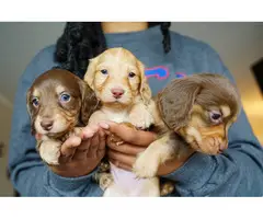 3 miniature long-haired dachshund puppies - 6
