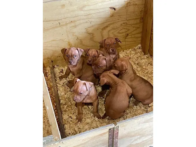 7 American bully pit bull mix puppies - 1/4