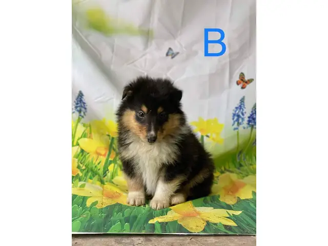 Beautiful Rough Collie puppies ready for their new homes - 4/6