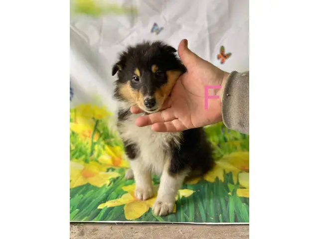 Beautiful Rough Collie puppies ready for their new homes - 5/6