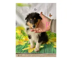 Beautiful Rough Collie puppies ready for their new homes - 5