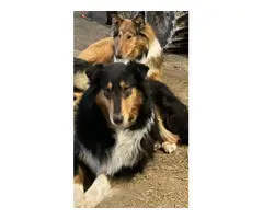 Beautiful Rough Collie puppies ready for their new homes - 6