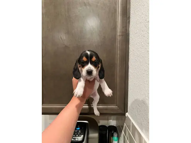 Purebred beagle puppies - 1/9
