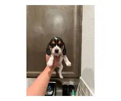 Purebred beagle puppies