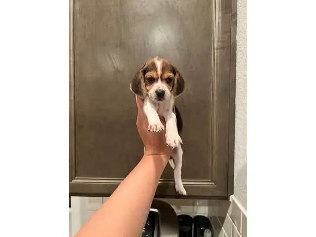 Purebred beagle puppies - 2/9