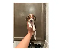 Purebred beagle puppies - 2