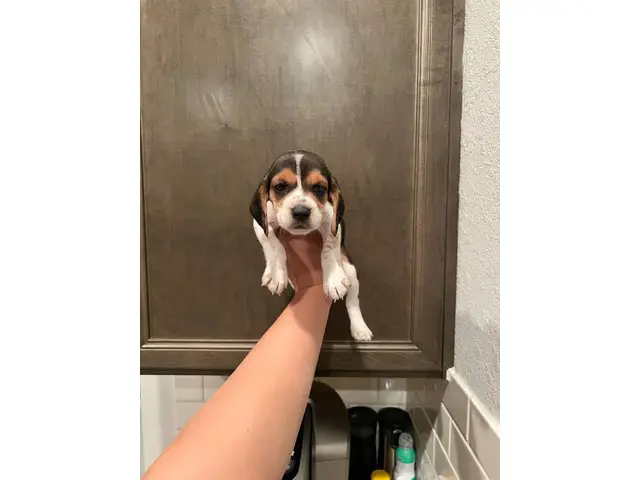 Purebred beagle puppies - 3/9