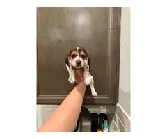 Purebred beagle puppies - 3
