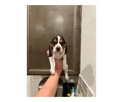 Purebred beagle puppies - 4