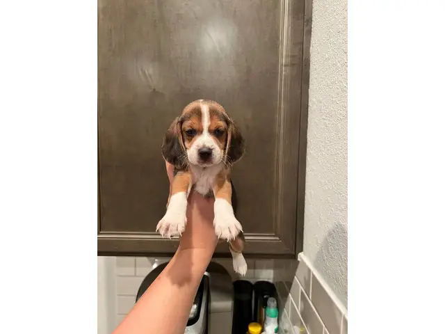 Purebred beagle puppies - 5/9