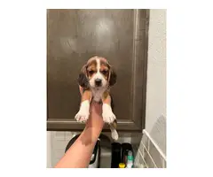 Purebred beagle puppies - 5