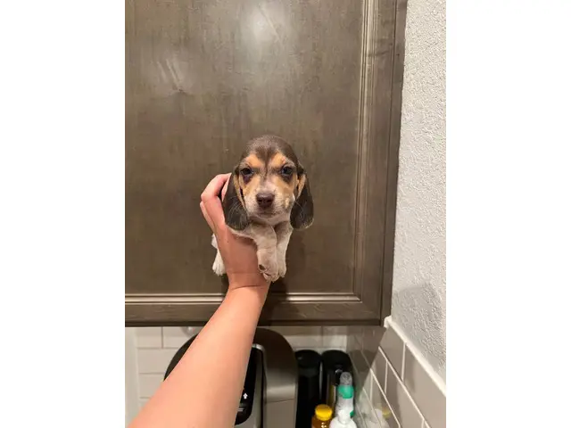 Purebred beagle puppies - 6/9